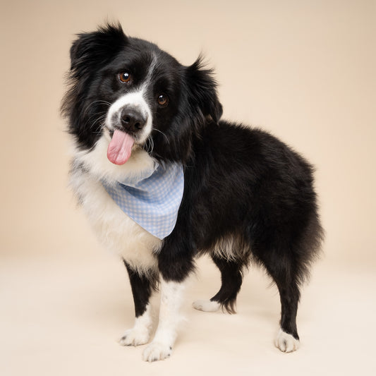Baby Blue Gingham Dog Bandana