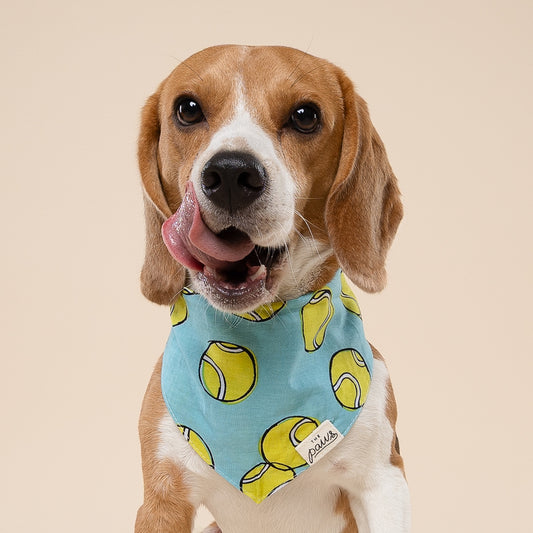 Fetch Dog Bandana