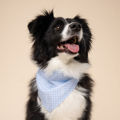 Baby Blue Gingham Dog Bandana