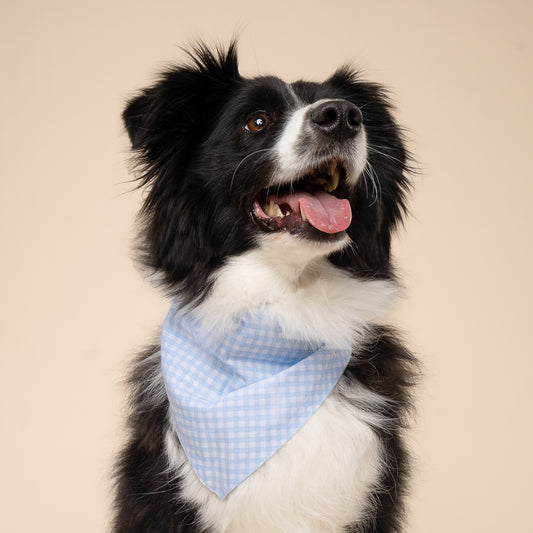 Baby Blue Gingham Dog Bandana