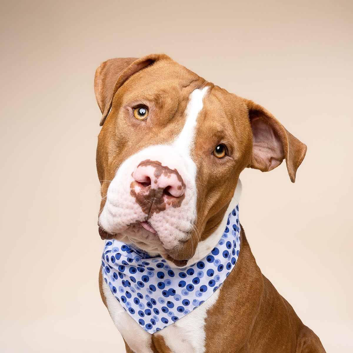 Berry Dog Bandana