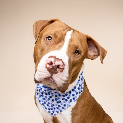 Berry Dog Bandana