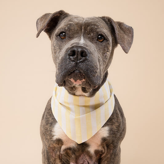 Butter Stripe Dog Bandana