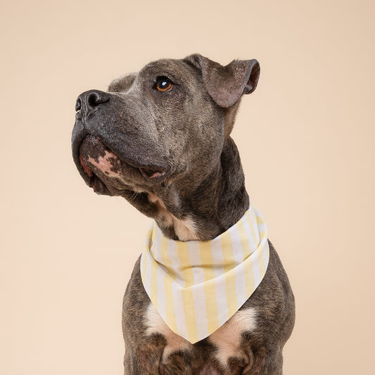 Butter Stripe Dog Bandana